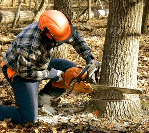 Tree Removal in Bozrah, CT